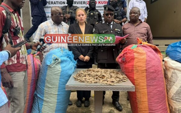 Guinée : une saisie record d&rsquo;écailles de pangolin expose un trafic régional qui menace l&rsquo;espèce