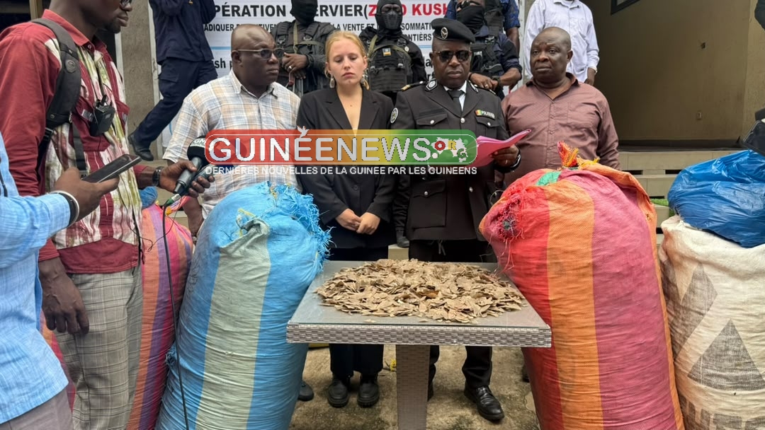 Guinée : une saisie record d&rsquo;écailles de pangolin expose un trafic régional qui menace l&rsquo;espèce