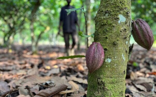 Côte d&rsquo;Ivoire : CADESA franchit un cap stratégique avec sa propre usine de transformation de cacao