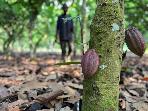 Côte d&rsquo;Ivoire : CADESA franchit un cap stratégique avec sa propre usine de transformation de cacao