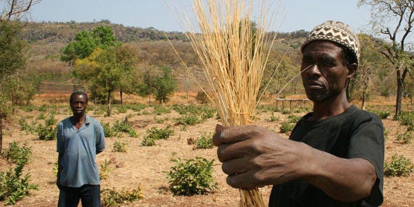 Le fonio, grain ancien d&rsquo;Afrique de l&rsquo;Ouest : vers une filière agroalimentaire régionale intégrée