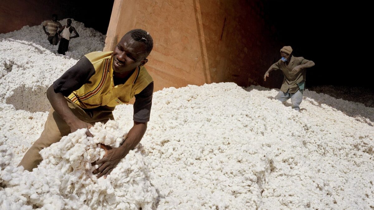 Coton togolais : six ans après Olam, la filière reste fragile malgré des rendements encourageants
