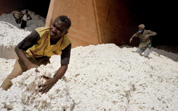 Coton togolais : six ans après Olam, la filière reste fragile malgré des rendements encourageants