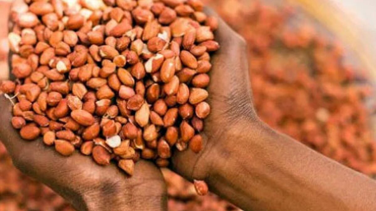 Kédougou : l&rsquo;arachide se prépare pour 2026-2027 malgré les incertitudes climatiques