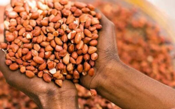 Kédougou : l&rsquo;arachide se prépare pour 2026-2027 malgré les incertitudes climatiques