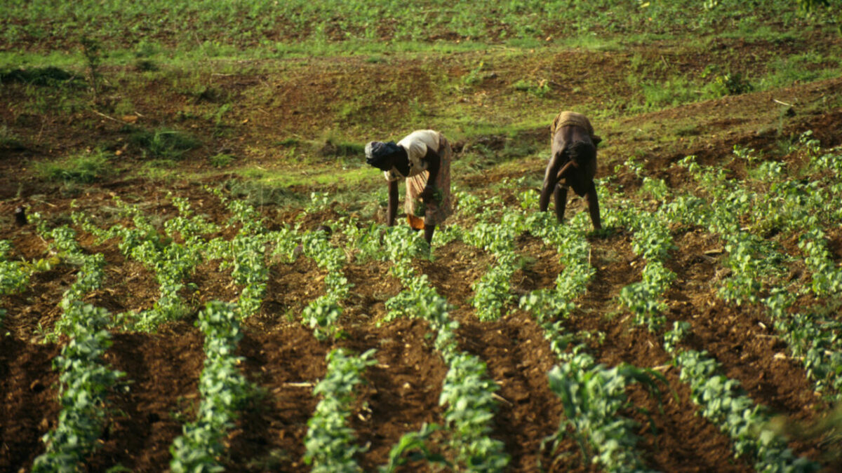 Burkina Faso : un nouveau plan agricole 2026-2028 pour renforcer la souveraineté alimentaire