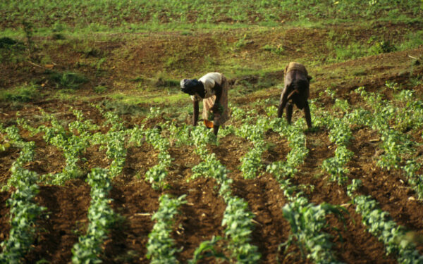 Burkina Faso : un nouveau plan agricole 2026-2028 pour renforcer la souveraineté alimentaire