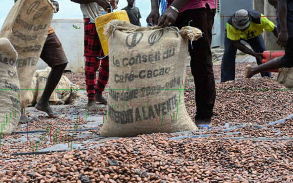 Le cacao africain reprend la main : quatre géants scellent une alliance pour contrôler la chaîne de valeur