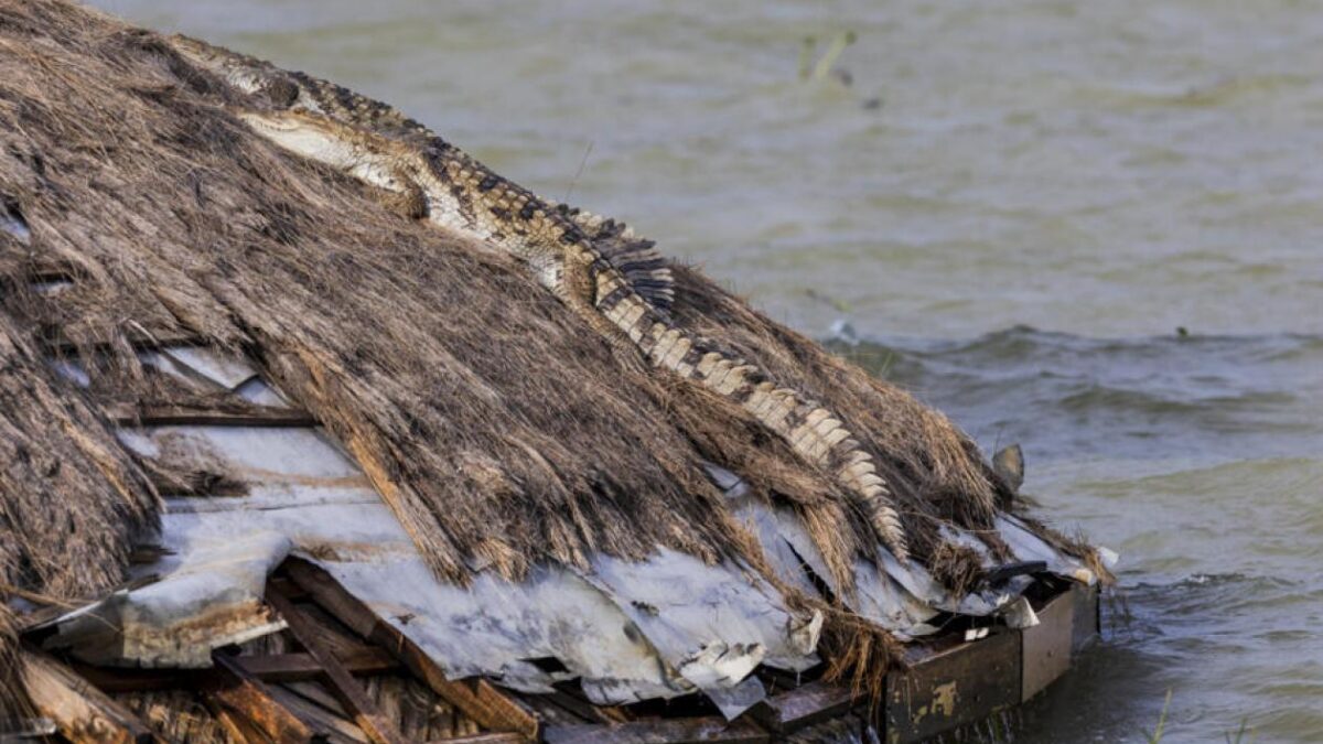 Kenya : montée des eaux et cohabitation forcée avec les crocodiles, un défi qui dépasse les frontières