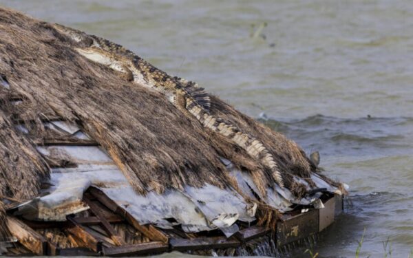 Kenya : montée des eaux et cohabitation forcée avec les crocodiles, un défi qui dépasse les frontières