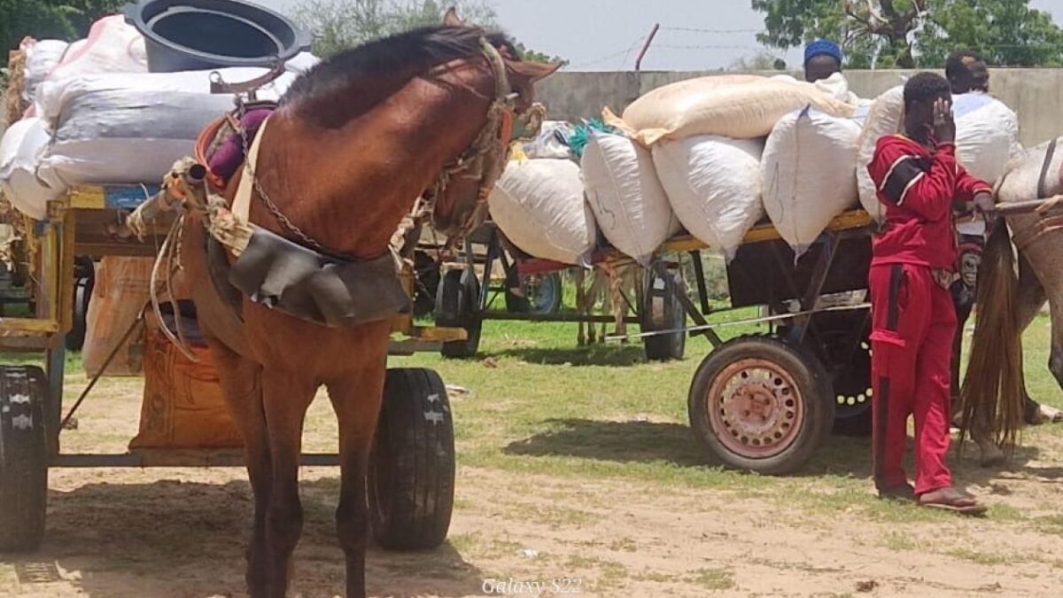 Sénégal : la gendarmerie de Gossas intensifie les contrôles routiers et immobilise 59 véhicules