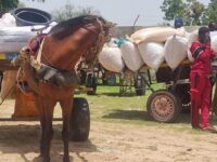 Sénégal : la gendarmerie de Gossas intensifie les contrôles routiers et immobilise 59 véhicules