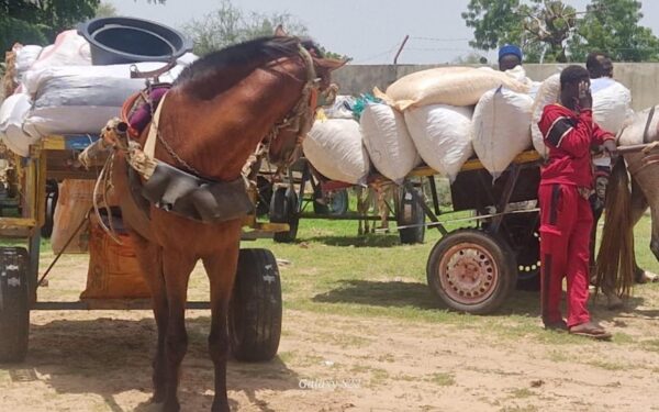 Sénégal : la gendarmerie de Gossas intensifie les contrôles routiers et immobilise 59 véhicules