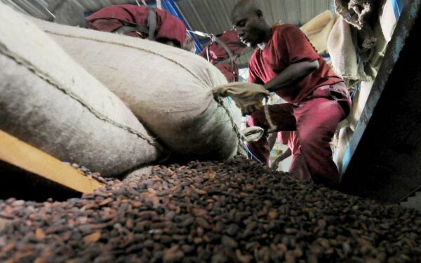 Cacao : Côte d’Ivoire et Ghana face aux défis de la traçabilité